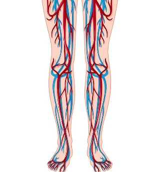 Lage der Venen und Arterien in den Beinen