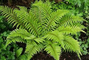 Kompressen zur Behandlung von Krampfadern